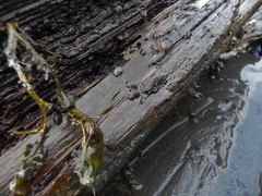 Gnorimosphaeroma oregonense