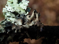 Trichonectria anisospora