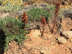 Orobanche minor