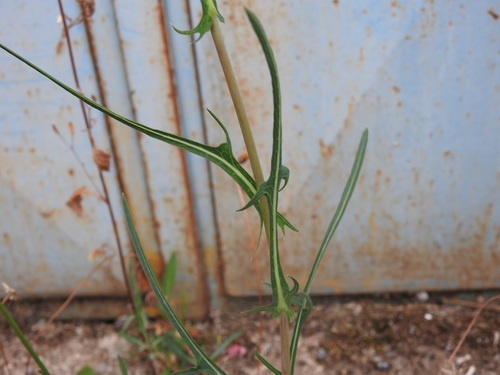 Willowleaf Lettuce (Lactuca saligna)