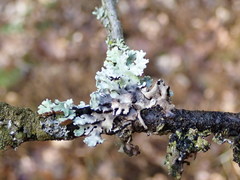 Trichonectria anisospora