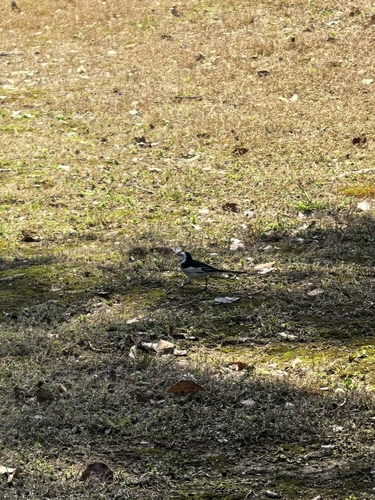 White Wagtail