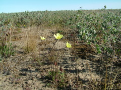 Papaver lapponicum orientale