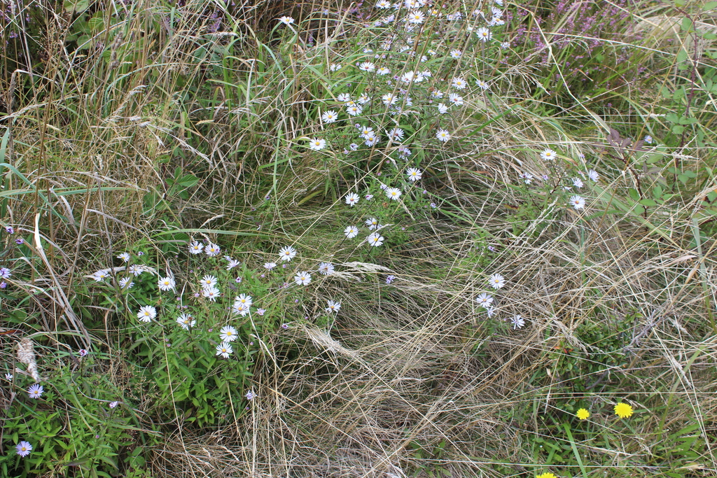 Cúc dại tím – Symphyotrichum novi-belgii