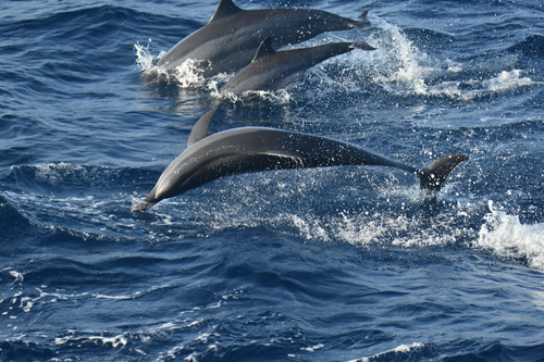 Stenella longirostris