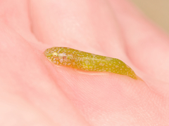 Flarenostril Clingfish photo 3