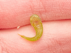 Flarenostril Clingfish photo 2