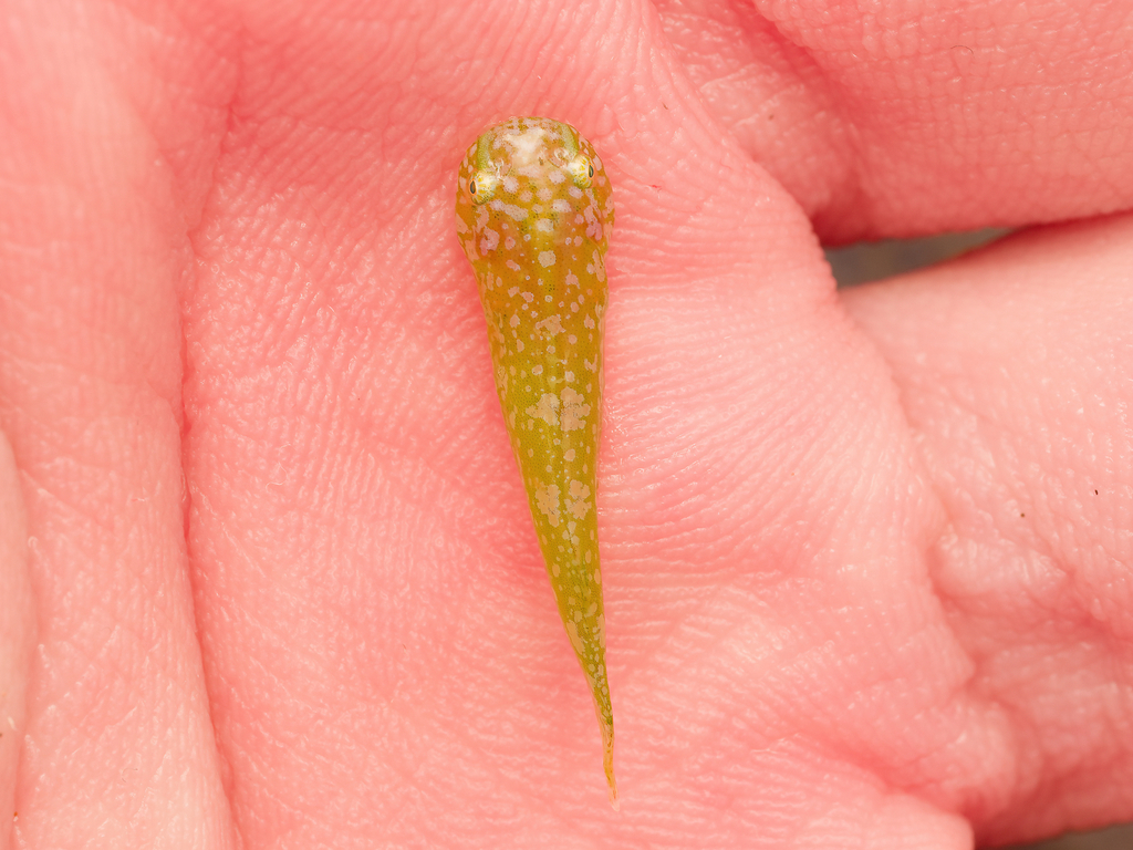 Flarenostril Clingfish