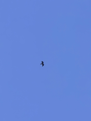 Black Kite