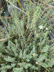 Pimelea carnosa