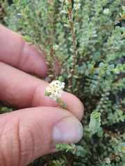 Pimelea carnosa