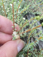 Pimelea carnosa