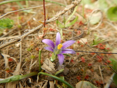 Romulea ramiflora