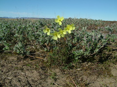 Papaver lapponicum orientale