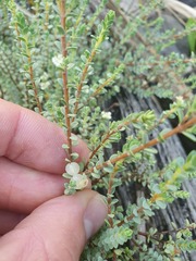 Pimelea carnosa