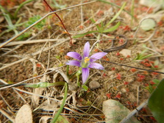 Romulea ramiflora