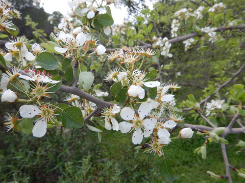 Pyrus bourgaeana (Pyrus bourgaeana)