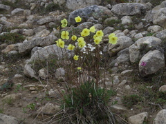 Papaver lapponicum orientale