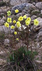 Papaver lapponicum orientale