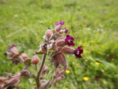 Anchusa undulata granatensis