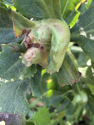 Unknown species found near Pleasanton, CA, US