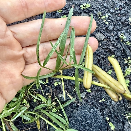 lanceleaf rattlebox (Crotalaria lanceolata)