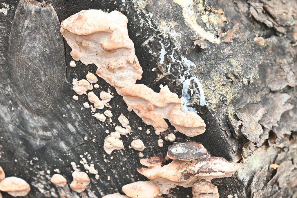 Fomitopsis cajanderi · February 2026 · photo: © merkertgrace (iNaturalist, cc-by)