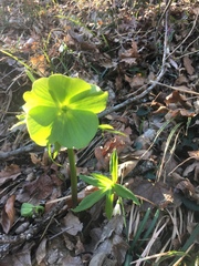Helleborus odorus