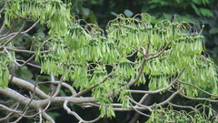 Gyrocarpus americanus