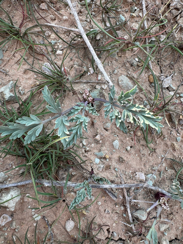 bulbous springparsley (Vesper bulbosus)