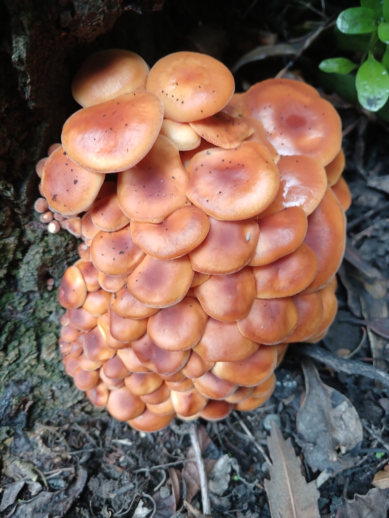 Flammulina velutipes · March 2026 · photo: © ecoman (iNaturalist, cc-by)