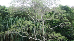 Gyrocarpus americanus