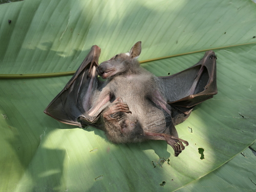 Hammer-headed Fruit Bat