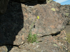 Papaver lapponicum orientale