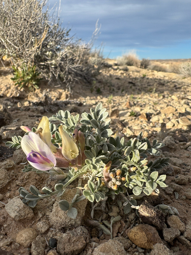 Canoe Milkvetch (Astragalus cymboides)