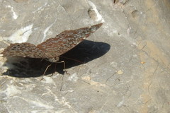 Hamadryas atlantis lelaps