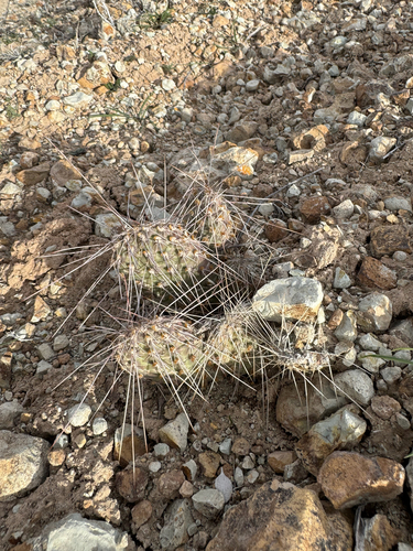 Hairspine pricklypear (Opuntia trichophora)