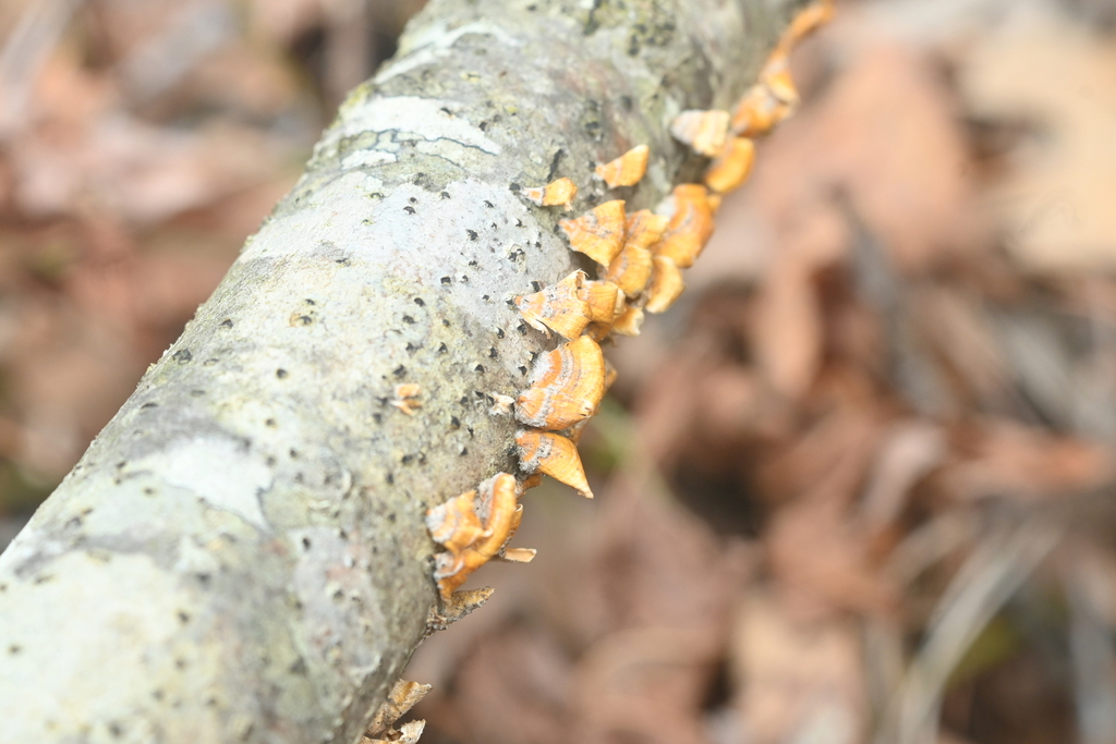 Stereum complicatum · February 2026 · photo: © merkertgrace (iNaturalist, cc-by)