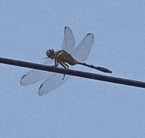 Slender Skimmer