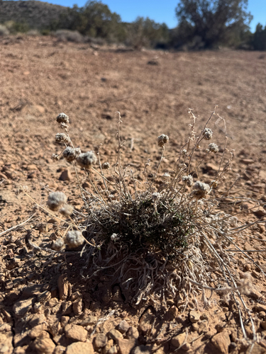 ballhead ipomopsis (Ipomopsis congesta)