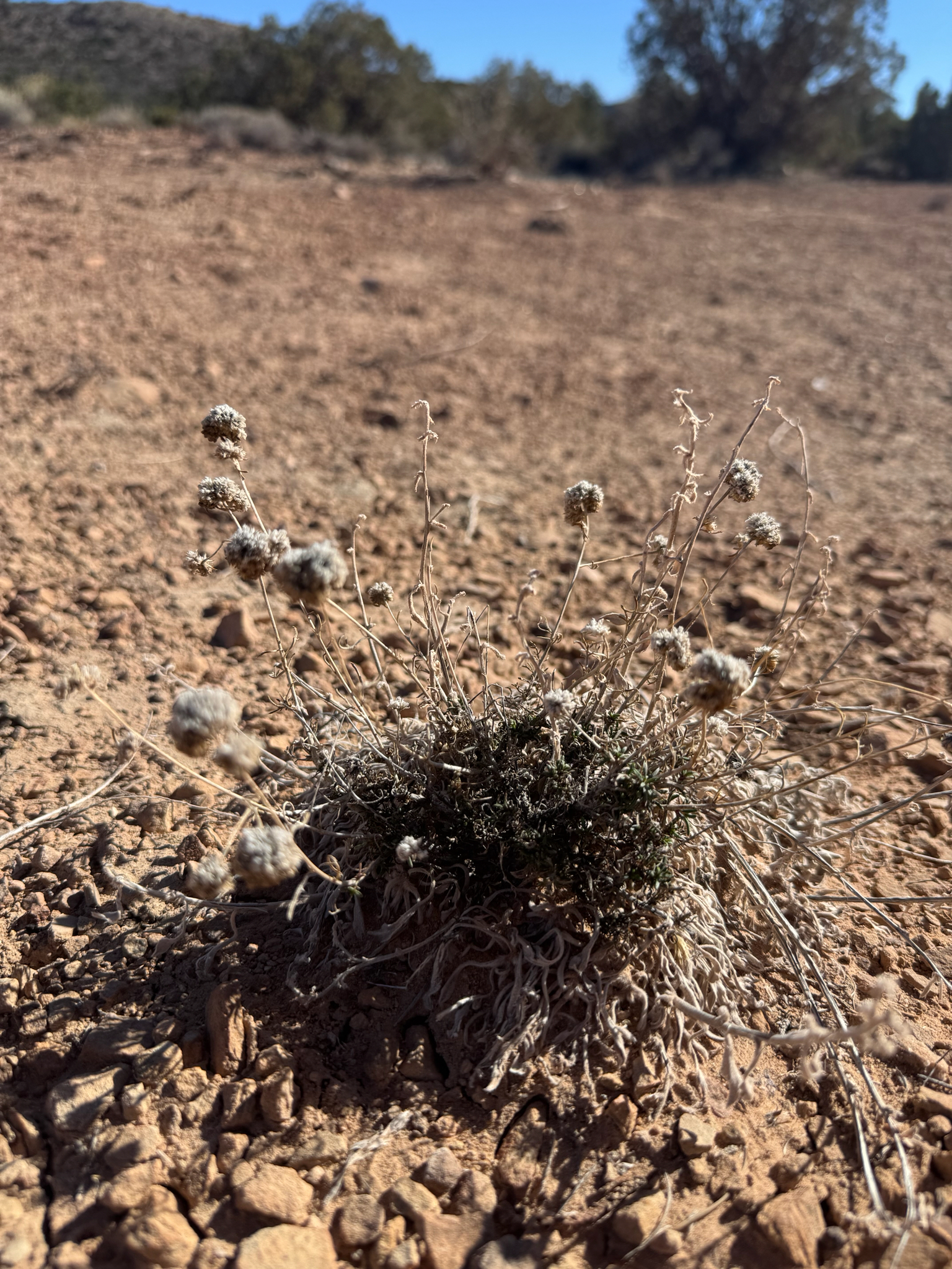 Ballhead Ipomopsis (Ipomopsis congesta)