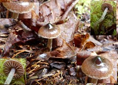 Cortinarius decipiens