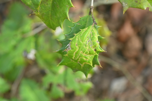 Unknown species found near Sassafras Trail, Paris Mountain