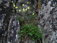 Papaver lapponicum orientale