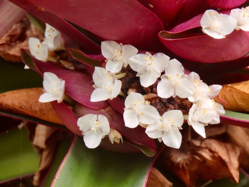 Tradescantia spathacea