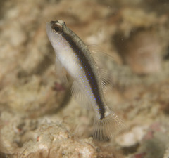 Yano's Starry Goby photo 2