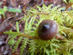 Cortinarius decipiens
