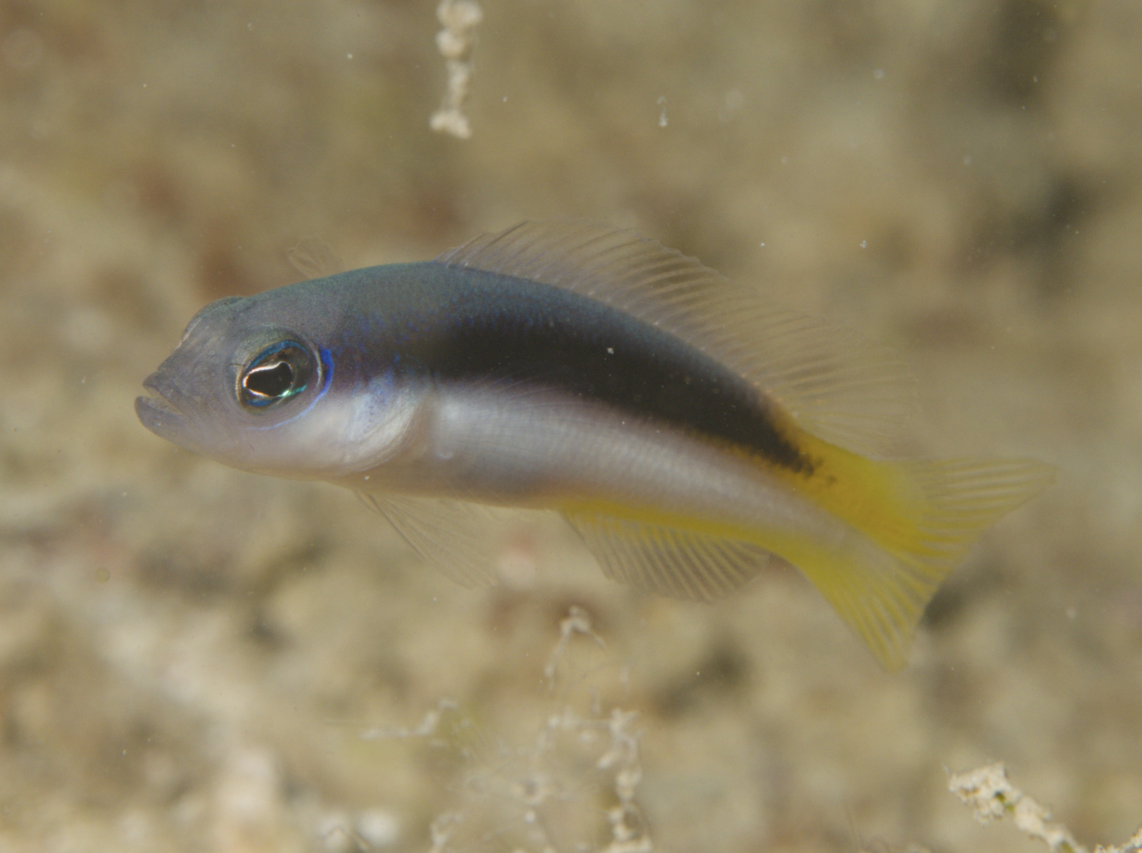 Eichler's Dottyback