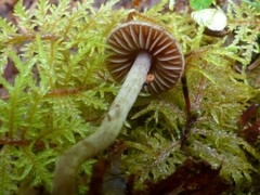 Cortinarius decipiens