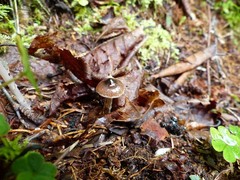 Cortinarius decipiens